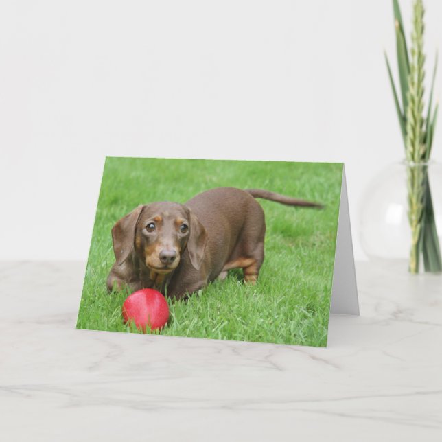 Cute dachshund blank greeting card (Front)