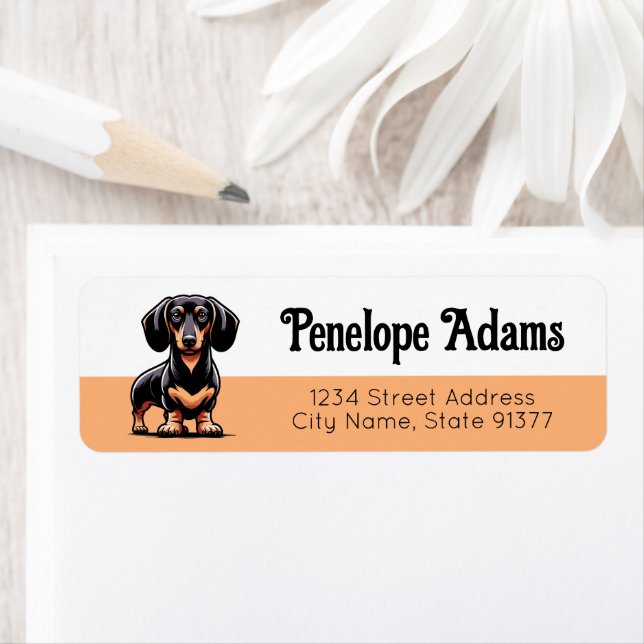 Cute Dachshund Dog (Insitu)