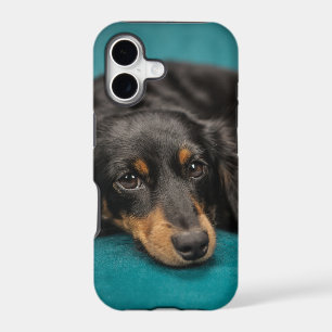 Cute Dachshund Laying Down