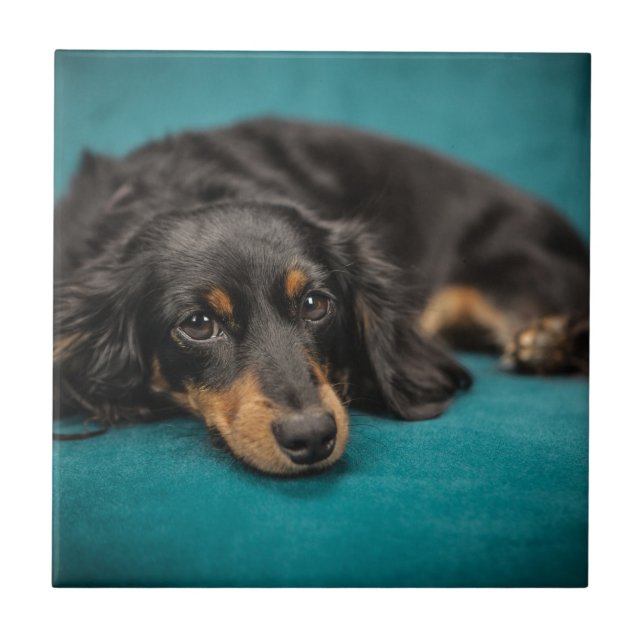 Cute Dachshund Laying Down Tile (Front)