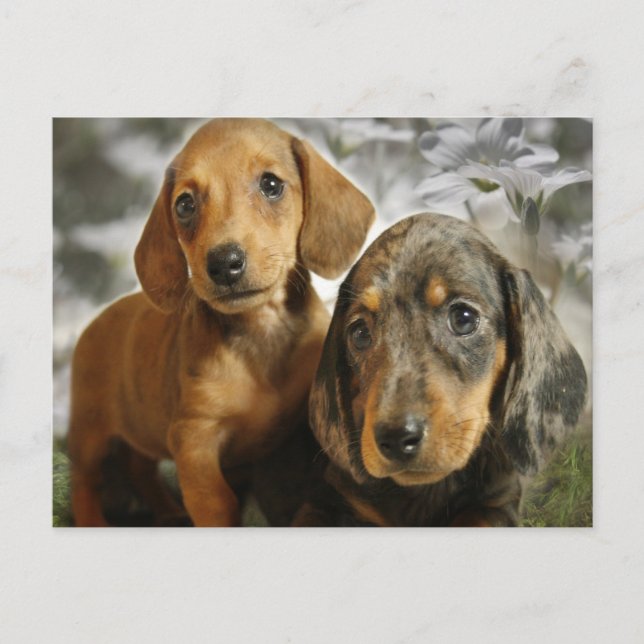 Cute Dachshund Puppies (Brown/Black) Postcard (Front)