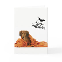 Cute Dachshund puppy in orange blanket Halloween