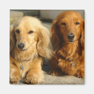 Cute dachshunds magnet