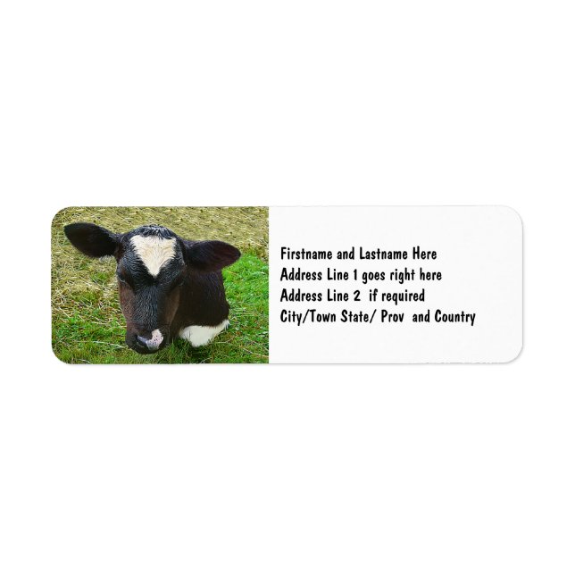 Cute Dairy Cow Calf (Front)