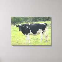 Cute Dairy Cow Photo Wall Canvas Art