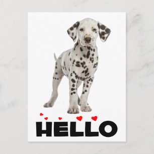 Cute Dalmatian Puppy Dog Hello Thinking of You Postcard