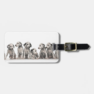 cute dalmation puppies pupy pup pups dog dogs luggage tag