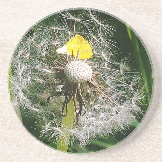 Cute dandelion coaster (Front)