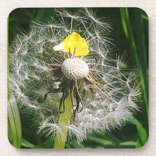 Cute dandelion coaster