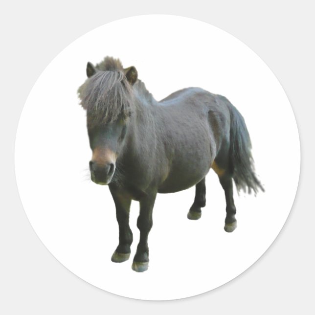 Cute Dartmoor Pony Classic Round Sticker (Front)