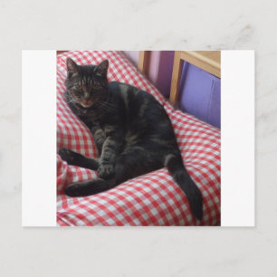 Cute Dave Postcard