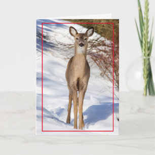 Cute Deer in the Snow Holiday Card
