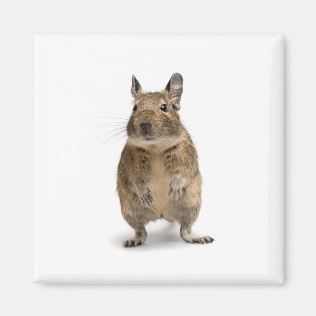 Cute degu magnet (Front)