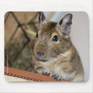 Cute Degu Mouse Pad