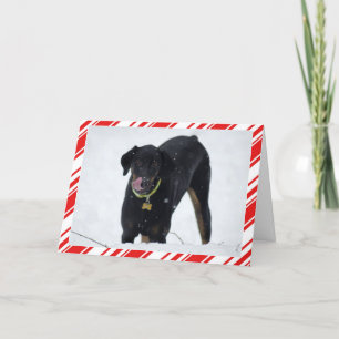 Cute Doberman in Snow Holiday card