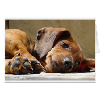 Cute dog