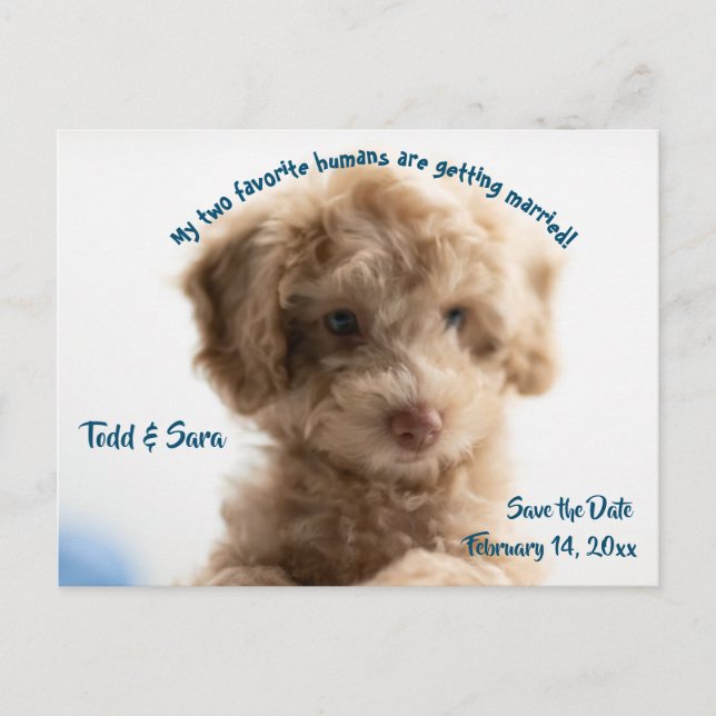 Cute Dog and its Humans Save the Date Announcement Postcard (Front)