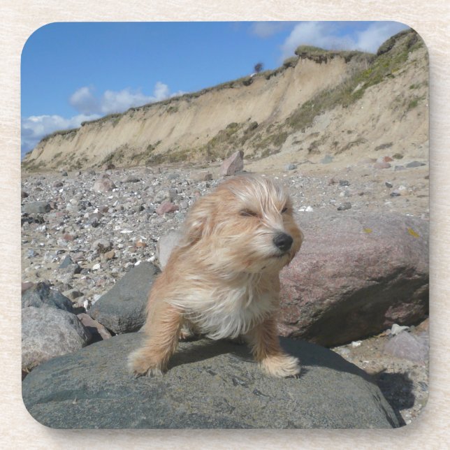 Cute dog at the beach coaster (Front)