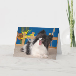 Cute Dog Birthday Card, Papillon Thank You Card