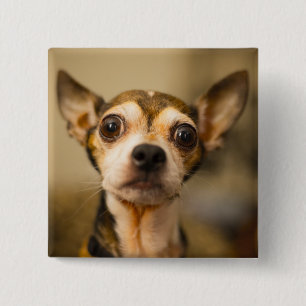 Cute Dog button 10