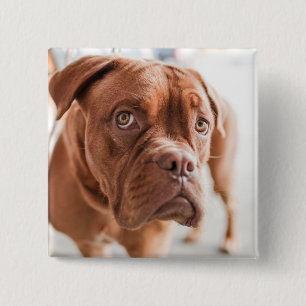 Cute Dog button 11