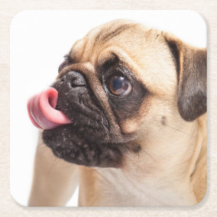 Cute Dog coasters 4
