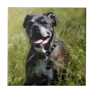 Cute dog in grass tile