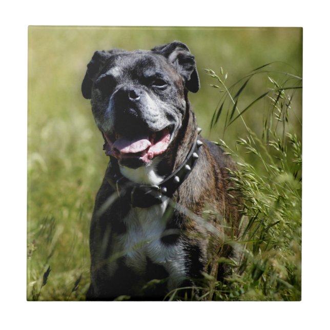 Cute dog in grass tile (Front)