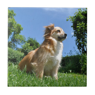 Cute dog in grass tile