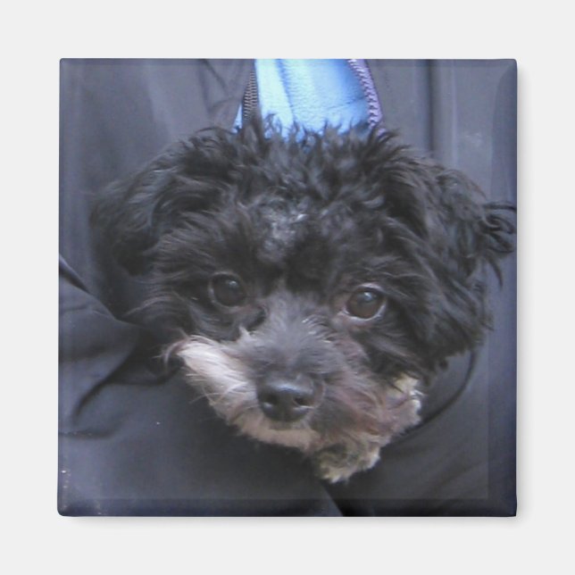 cute DOG Magnet (Front)