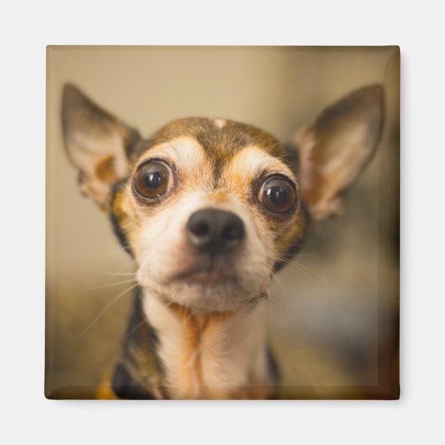 Cute Dog magnet 10 (Front)