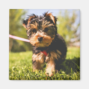 Cute Dog magnet 5