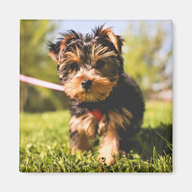 Cute Dog magnet 5 (Front)