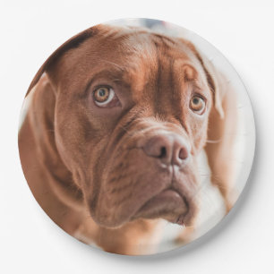 Cute Dog paper plates 6