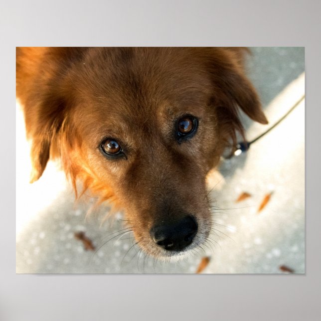 Cute Dog Poster (Front)