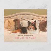 Cute Dog Shelter in Place | Sheltie Postcard