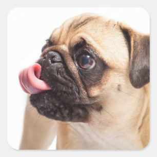 Cute Dog stickers 1