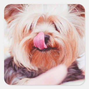 Cute Dog stickers 8