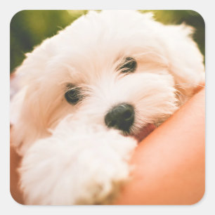 Cute Dog stickers 9