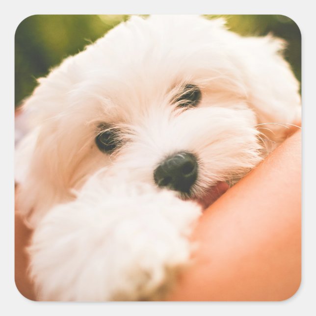 Cute Dog stickers 9 (Front)