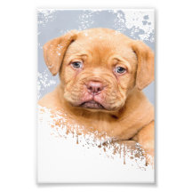 Cute Dog Wall Art Canvas – Modern Pet Photography 