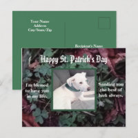 Cute Dog Wearing Green Scarf Shamrocks Clovers