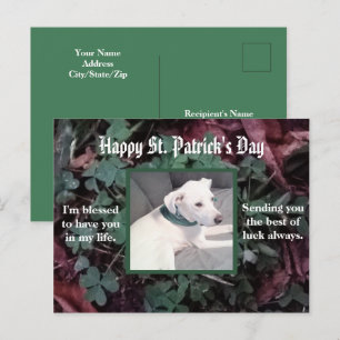 Cute Dog Wearing Green Scarf Shamrocks Clovers Postcard