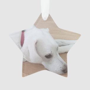Cute dog Wearing Red Collar Star Christmas Ornament