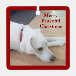 Cute dog Wearing Red Collar Star Christmas Peace Metal Ornament