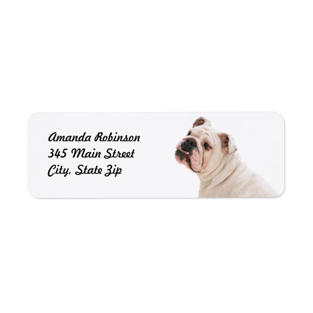Cute dog white bulldog (Front)