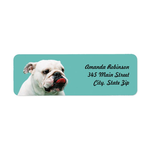 Cute dog white Bulldog (Front)