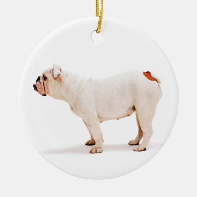 Cute dog white Bulldog Ceramic Ornament (Front)