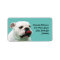 Cute dog white Bulldog