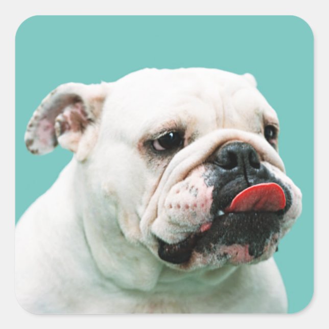 Cute dog white Bulldog Square Sticker (Front)
